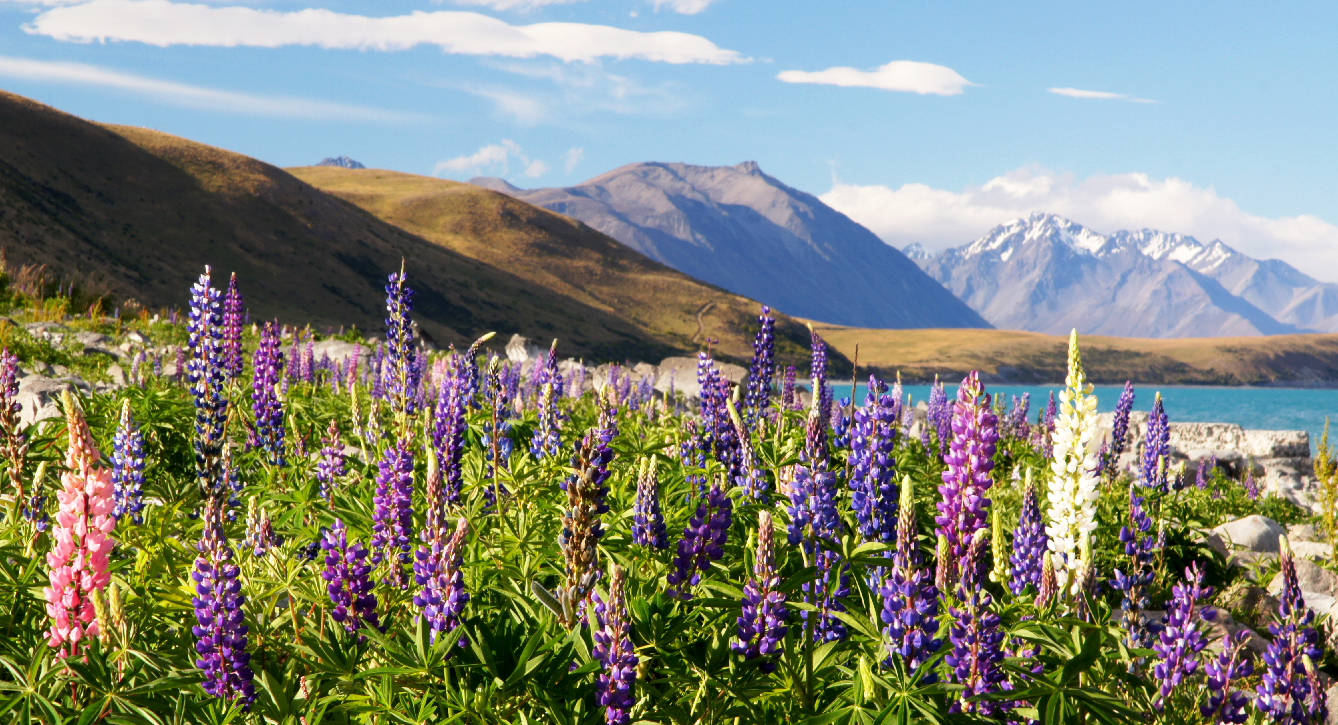 Buying Property in New Zealand